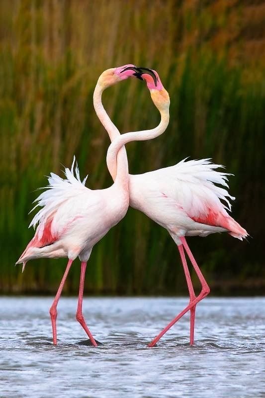 Greater Flamingo in Tanzania in Tanzania
